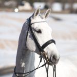 Weymouth-Trense Vienna Horze