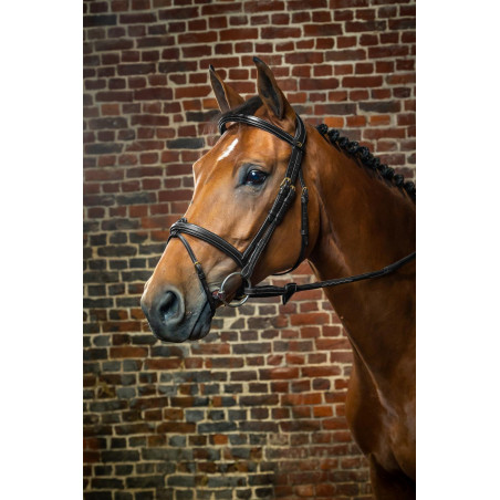 Reithalfter Kombiniertes Nasenband Dy'on D Kollektion