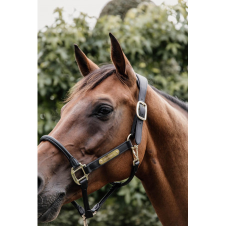 Anatomisches Lederhalfter Kentucky