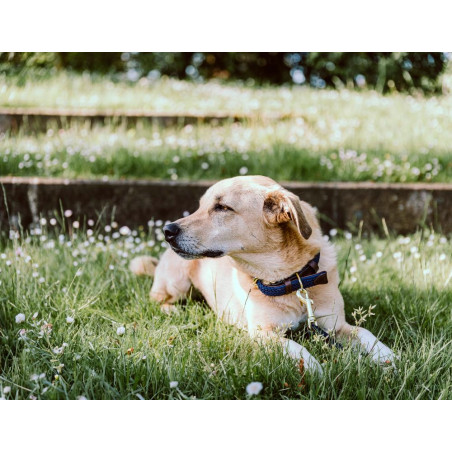 Kentucky Geflochtenes Nylon-Hundehalsband