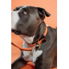 Kentucky Geflochtenes Nylon-Hundehalsband - Orange