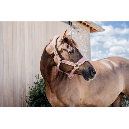 Halfter Teddy Fleece Kentucky