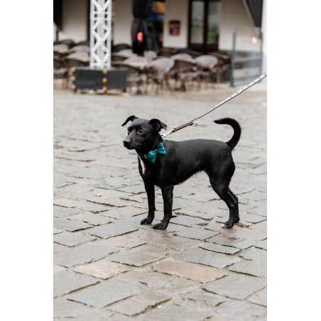 Fliege Samt Kentucky