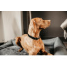 Corduroy-Hundehalsband Kentucky - Schwarz