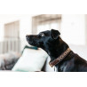 Handgefertigte Perlen-Hundehalsband Kentucky - Gold