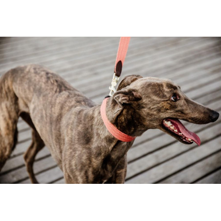 Jacquard-Hundehalsband Kentucky