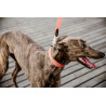 Jacquard-Hundehalsband Kentucky - Terrakotta