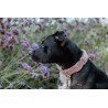 Kentucky Teddy Fleece Hundehalsband - Altrosa