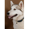 Hundehalsband Vegan Leather Kentucky - Marineblau