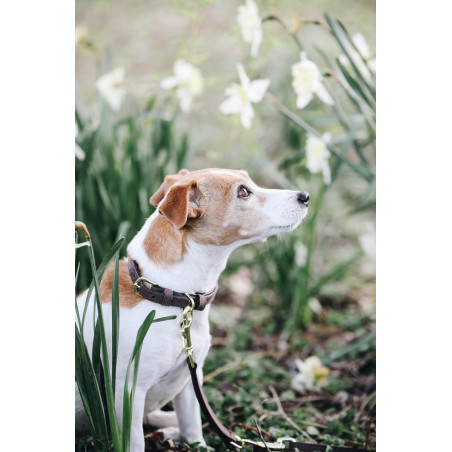 Hundehalsband Velvet Leather Kentucky