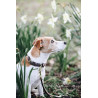 Hundehalsband Velvet Leather Kentucky - Braun