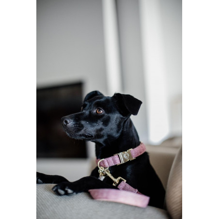 Hundehalsband Wool Kentucky