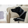 Hundehalsband Wool Kentucky - Grau