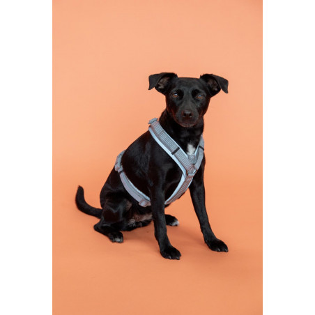 Aktives reflektierendes Hundegeschirr Kentucky