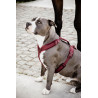 Active Velvet Hundegeschirr Kentucky - Bordeaux
