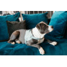 Hundegeschirr Body Safe Wool Kentucky - Hellblau