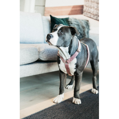 Hundegeschirr Velvet Loop Kentucky