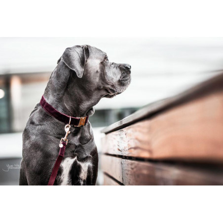 Kentucky Cord-Leine für Hunde