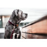 Kentucky Cord-Leine für Hunde - Bordeaux