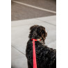 Kentucky Cord-Leine für Hunde - Rot