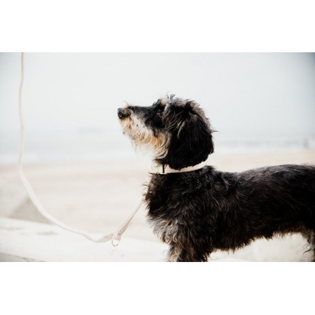 Kurze Wool-Hundeleine Kentucky