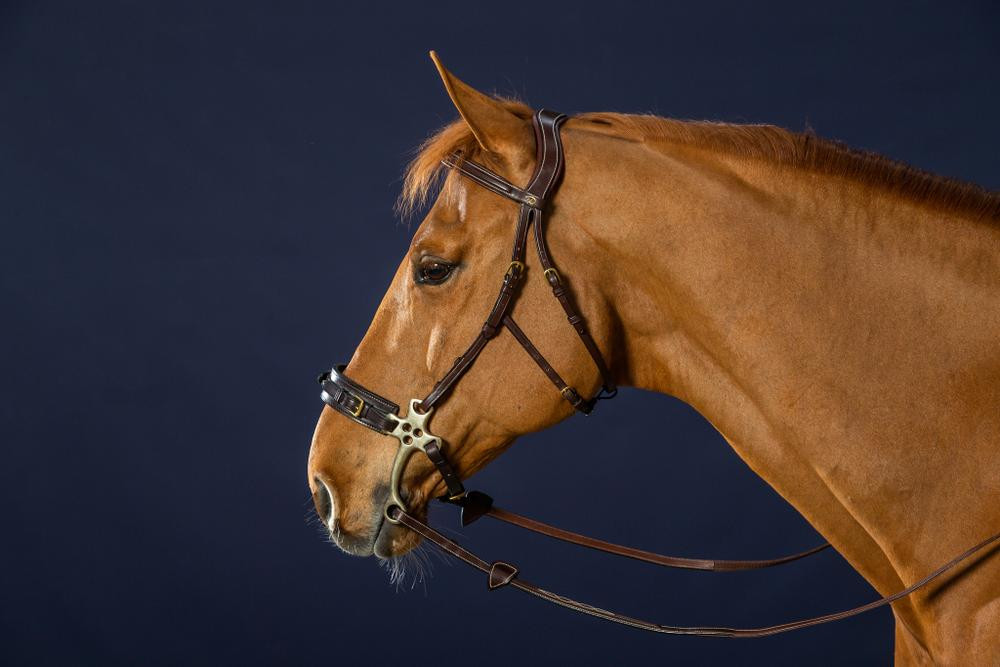 Bridon Hackamore D Collection by Dy'on Braun Bridon Hackamore D Collection by Dy'on Braun