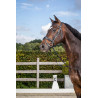 Kombiniertes Reithalfter Breit New English Collection by Dy'on - Schwarz