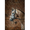 Reithalfter mit kombiniertem Nasenriemen D Collection by Dy'on - Schwarz