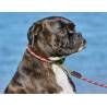 Weatherbeeta Hundehalsband aus Leder und Seil - Bordeaux / Braun