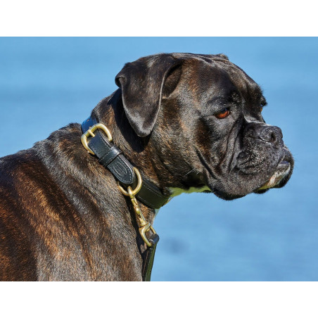 Weatherbeeta Lederhundehalsband