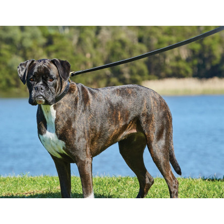 Leder-Hundeleine Weatherbeeta