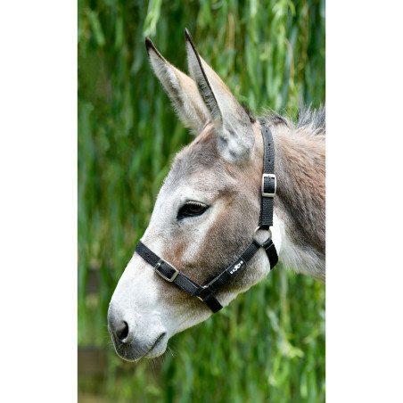 Günstiger Saxon-Halfter