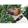 Hundehalsband Jump'In - Mahagoni