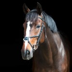 Trense mit kombiniertem Reithalfter Prescott Horze