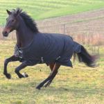 RugBe IceProtect 200 Decke Covalliero