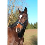 Exklusiver schwarzer Kappzaum aus Leder