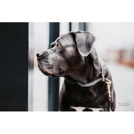 Hundehalsband Loop Kentucky