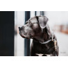 Hundehalsband Loop Kentucky - Grau