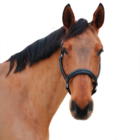 Halfter Canter Mylord