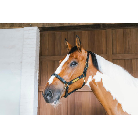 Lederhalfter Wellington Kentucky