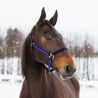 HALFTER YANKEE NYLON 20 MM - Schwarz / Blau