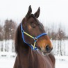HALFTER YANKEE NYLON 20 MM - Blau / Gelb