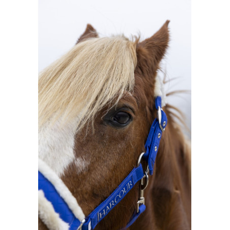 Halfter und Führstrick Harcour Teschic