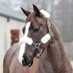 Halfter-Schoner Horze 4er-Pack