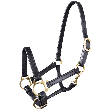 Star Fohlen Lederhalfter