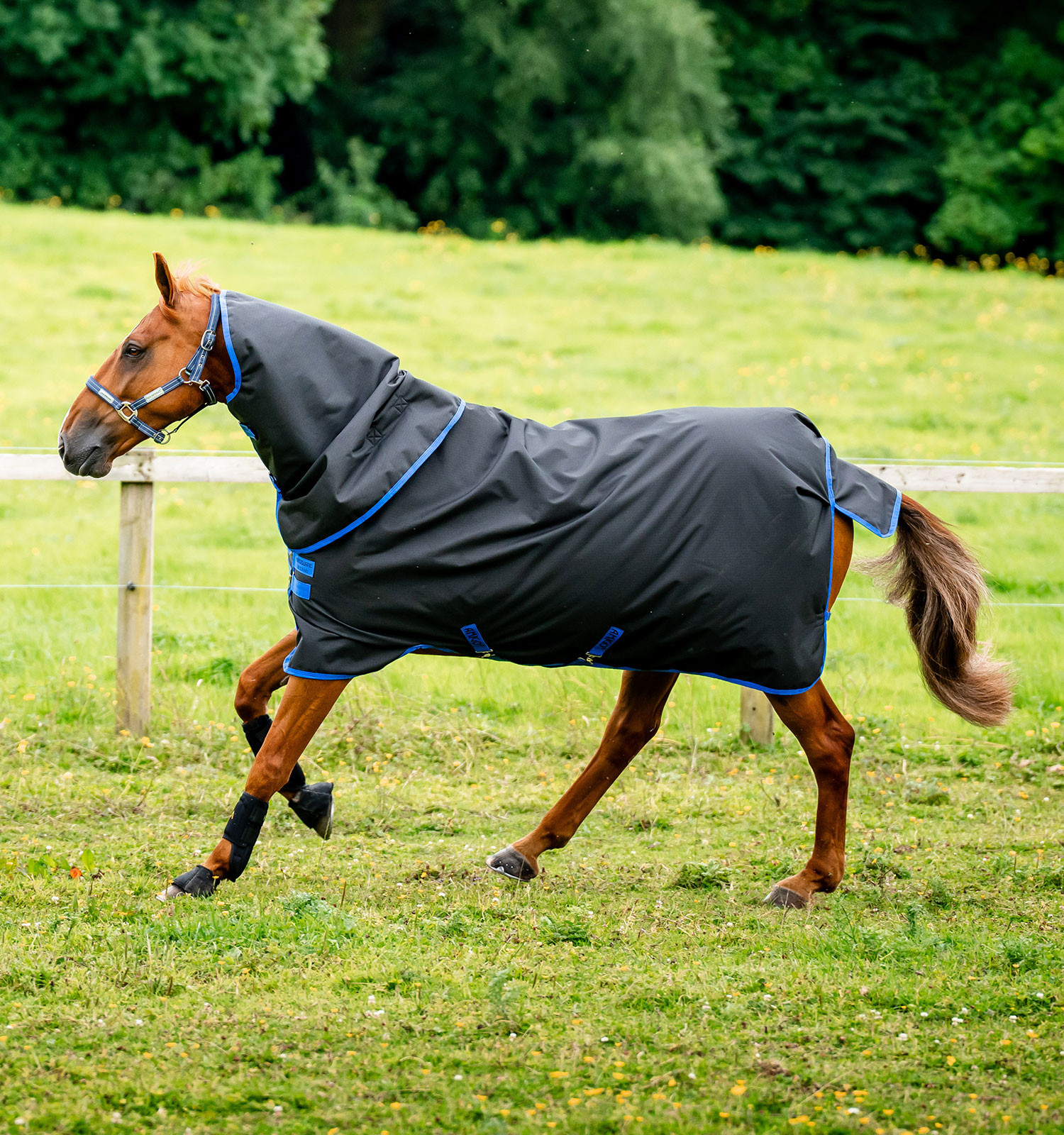Amigo Ripstop Horseware 900D Plus Turnout 200g Decke Schwarz / Klassisches Blau Amigo Ripstop Horseware 900D Plus Turnout 200g Decke Schwarz / Klassisches Blau