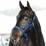 Yankee-Halfter Finn-Tack Pro Nylon mit offenem Nasenriemen