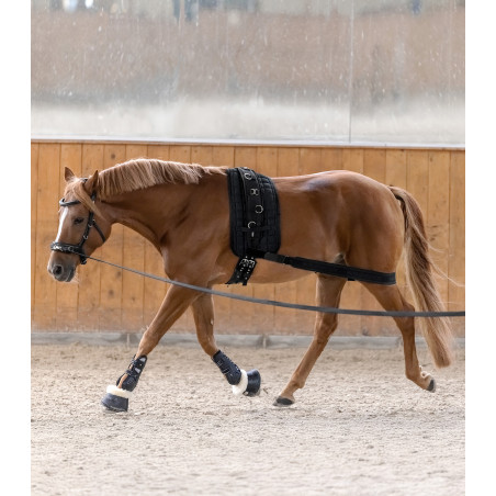 Waldhausen Körperbandage Hinterhand