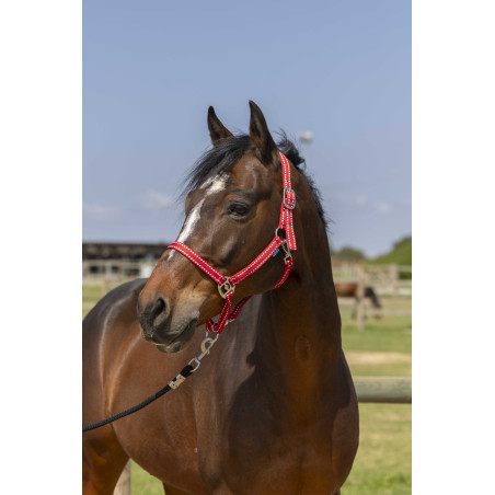 Halfter Norton Grooming