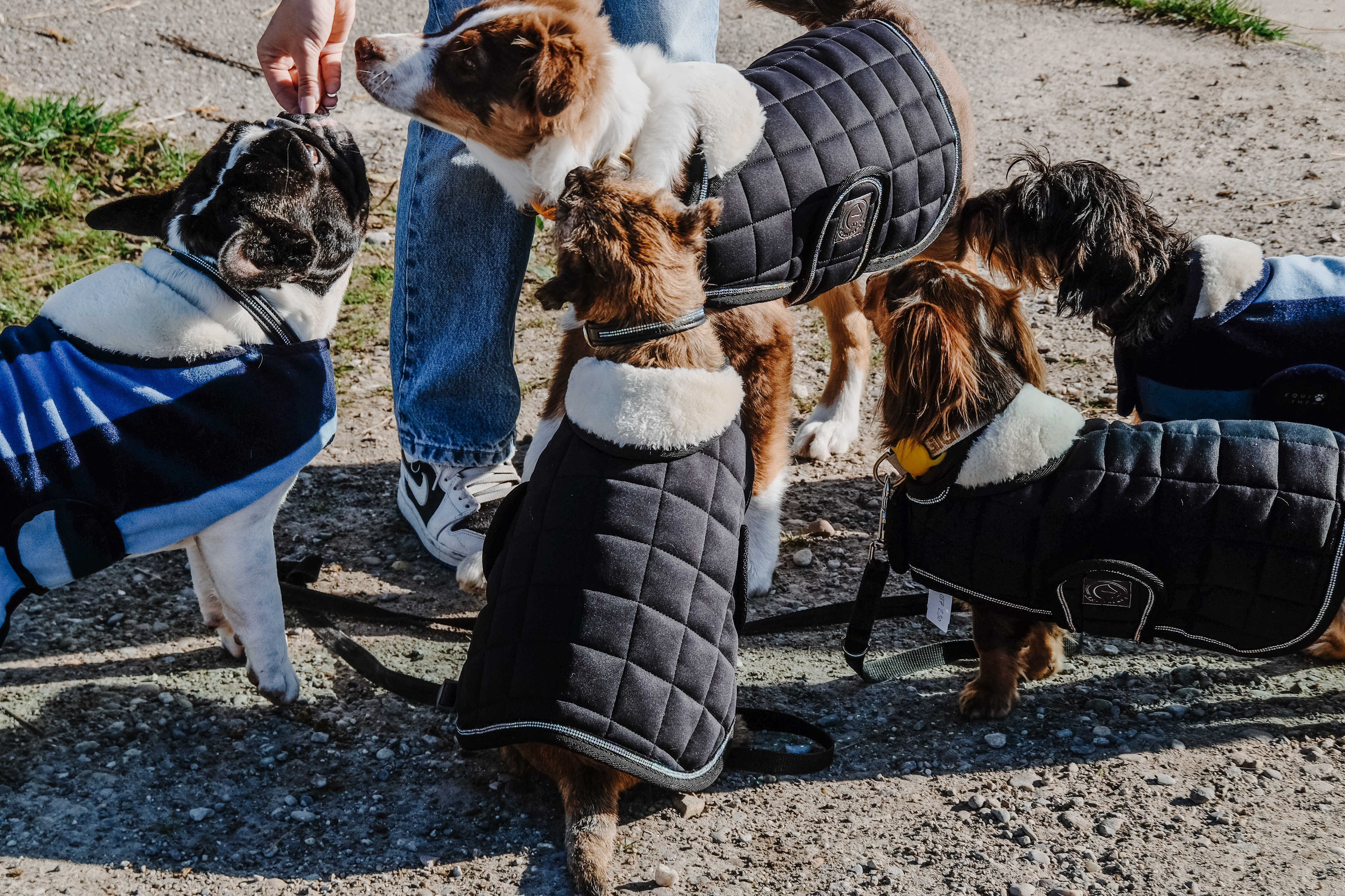 Hundedecke Equithème New Market Marine Marineblau